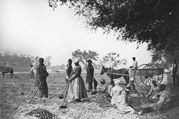 Photo image of slaves hard at work before the Civil War 0501_0301