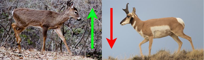 White-Tailed Deer and Antelope 0703_01101_02