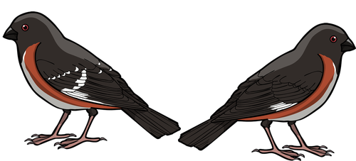 West and East Version of Birds 0703_01103_04