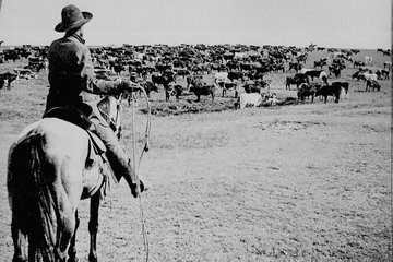 Cattle Driver Arriving in Ogallala 0704_0703
